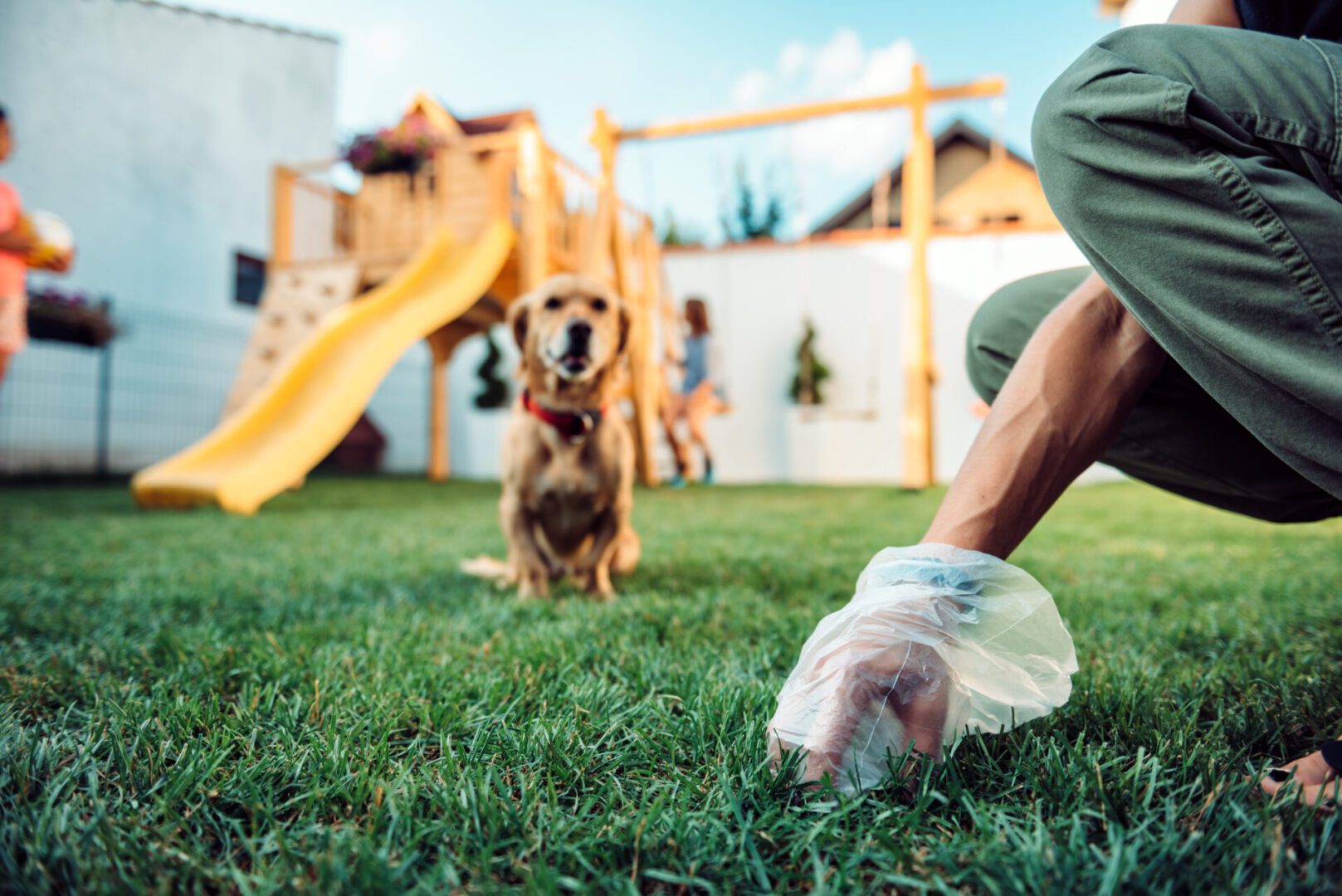 Person picking up after dog in yard.