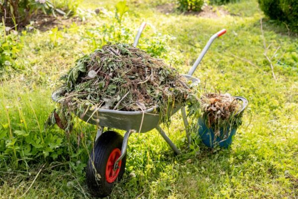 Dog Poop Collection Service