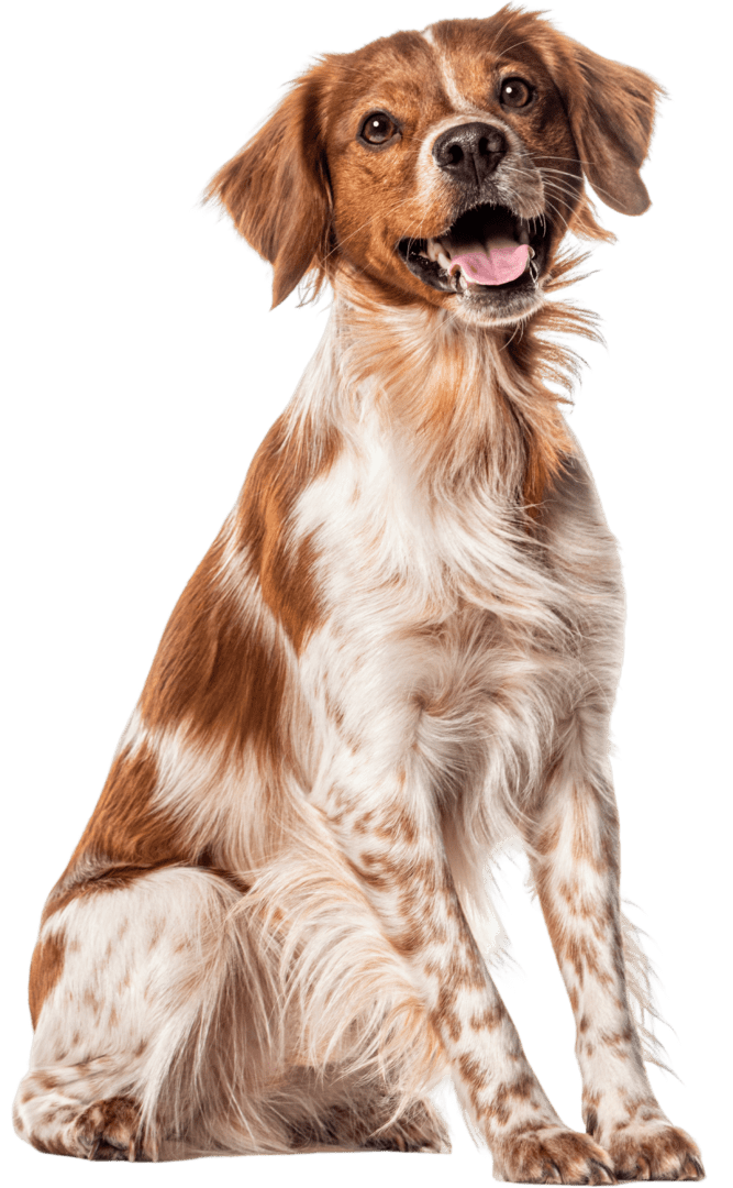 Happy dog sitting against black background.