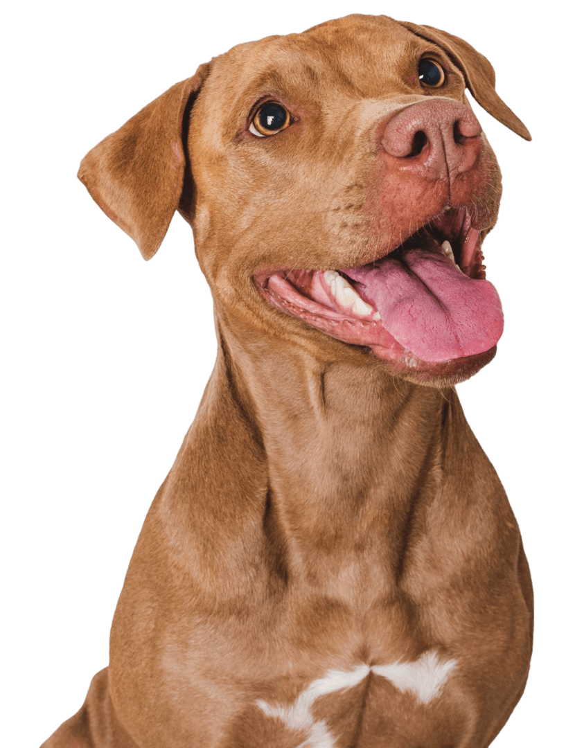 2 Smiling brown dog with black background.