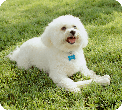 White dog on grass with bone.