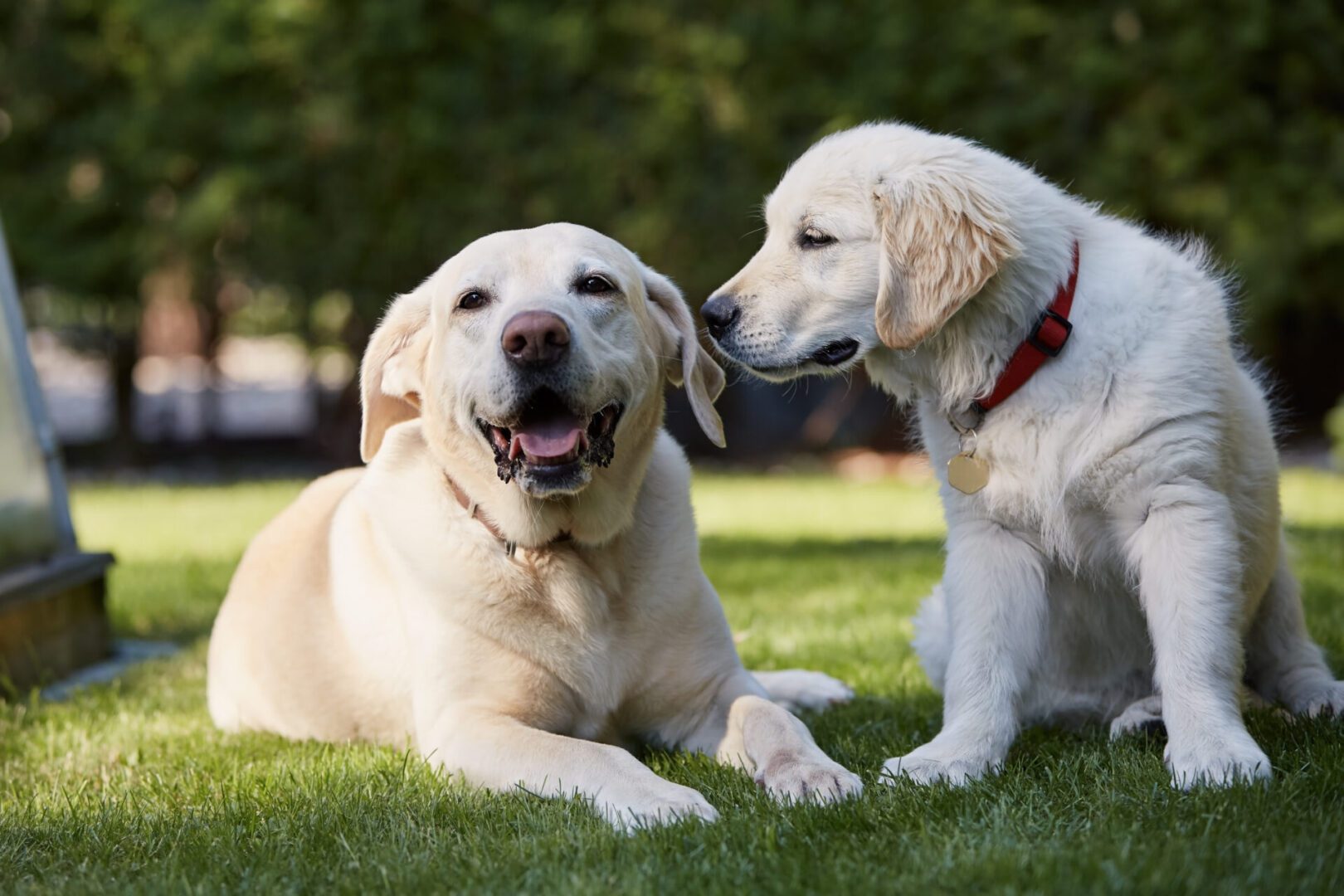 Two canine happy friends together in backyard Two dogs relaxing on green grass.