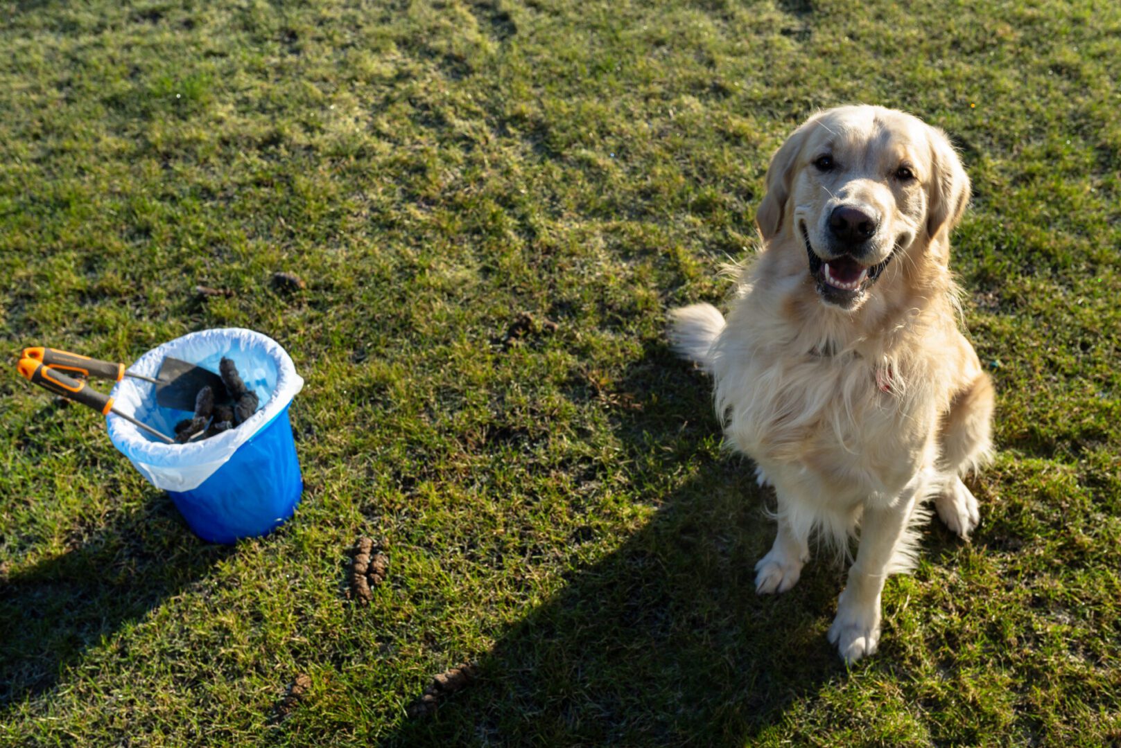A male Golden Retriever stands on the frozen grass between dog poop, a bucket of feces visible. Smiling dog sitting beside bucket on grass.