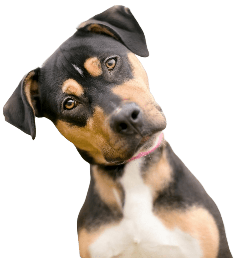 c165638a-a10e-4df9-a824-27e52c0302b9-image Curious dog tilting head against black background.