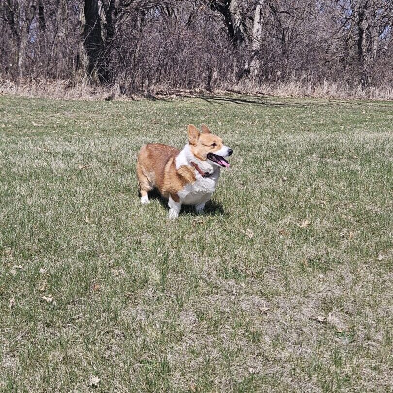 20250418_122315 Corgi running on grassy field, trees behind.